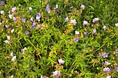 Meadow Crane's-bill (Geranium pratense)