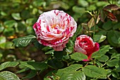 Rose (Rosa 'Dynasty')