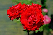 Rose (Rosa 'Vivarose')