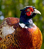 Male common pheasant