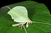 Leaf-mimic katydid