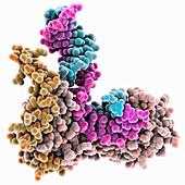 TATA box-binding protein complex