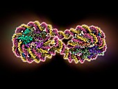 DNA tetranucleosome,molecular model