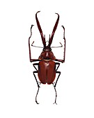 Darwin's beetle