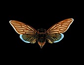 Cicada