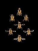 European honey bees