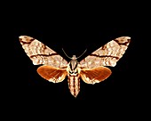 Sumatran hawk moth