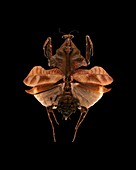 Malaysian dead leaf mantis