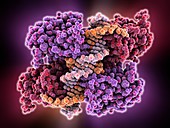 Tumour suppressor protein molecular model