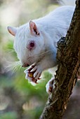 Albino squirrel on tree in Cape Town
