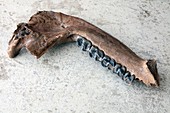 Extinct rhino jaw fossil