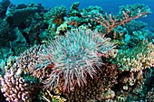 Crown-of-thorns starfish