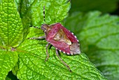 Sloe bug on a leaf