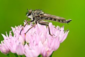 Robber fly on a flower