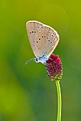 Scarce large blue butterfly