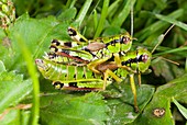 Green mountain grasshoppers mating