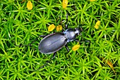 Violet ground beetle on moss