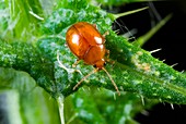 Flea beetle on a thistle