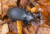 Ground beetle