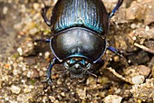 Dung beetle