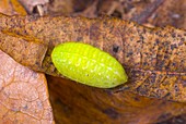Festoon caterpillar