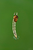 Phantom midge larva