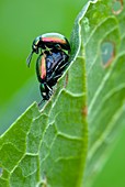 Green dock beetles mating