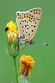 Sooty copper butterfly