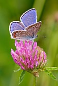 Common blue butterfly