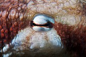 Octopus eye