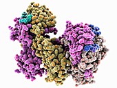 MHC protein-antigen complex