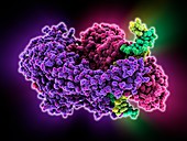 DNA mismatch repair complex