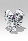 Voltage-gated potassium channel