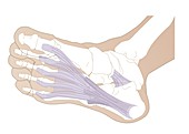 Plantar fascia,artwork