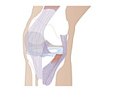 Knee ligaments,artwork