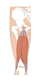 Hamstring anatomy,artwork