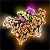 Bacterial regulator-DNA complex