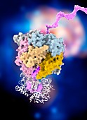 Exosome complex,molecular model