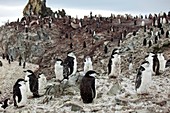 Chinstrap penguin colony