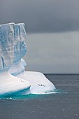 Chinstrap penguins on an iceberg