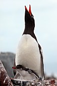 Gentoo penguin and chick