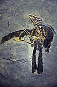 Prehistoric bird fossil