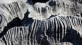 Limestone pavement,New Zealand