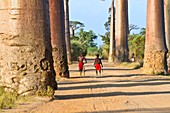 Avenue of the Baobabs,Madagascar