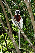 Coquerel's sifaka