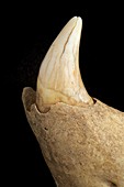 Cave Bear canine tooth