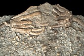 Triassic Crinoids