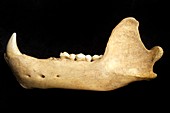 Cave Bear lower jaw