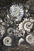 Ammonite Assemblage