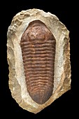 Ordovician trilobite